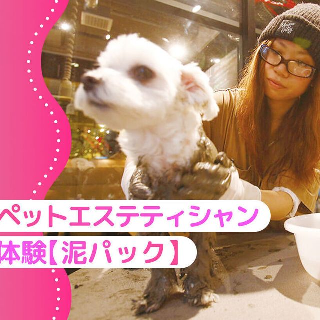 大阪ＥＣＯ動物海洋専門学校 ペットエステティシャン体験！【泥パック】1