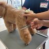 専門学校　ちば愛犬動物フラワー学園 【トリマー】シザーリングについて学ぼう♪カット体験