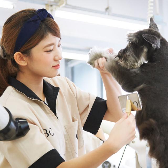 わんちゃんのお手入れ体験【初めての方にオススメ!】