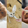 専門学校　福岡ビジョナリーアーツ 【ペット・看護】3専攻よくばり体験【小動物】
