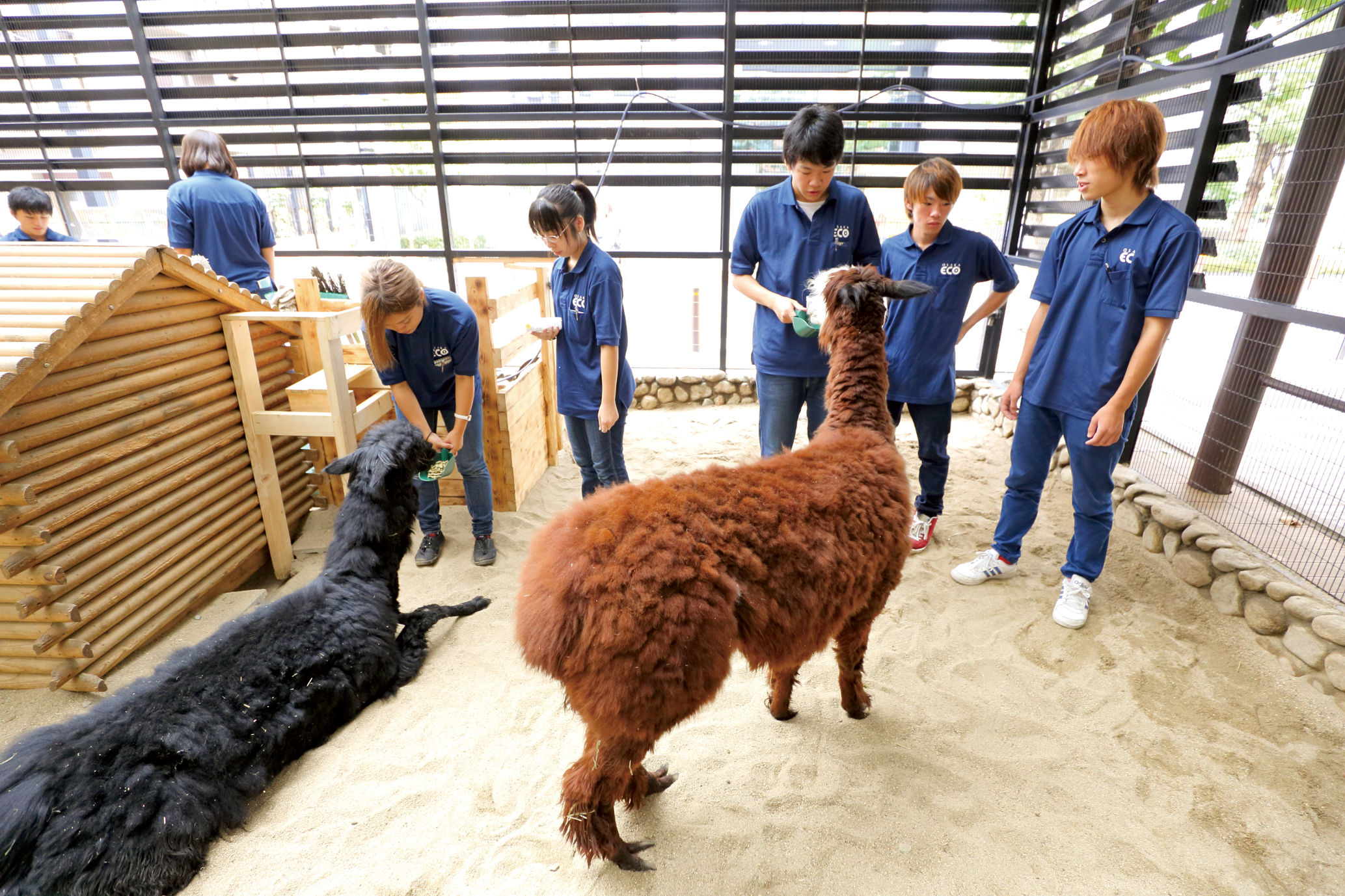 大阪 eco 動物 海洋 専門 学校