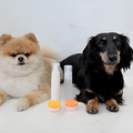 専門学校　福岡ビジョナリーアーツ 【ペット】犬のお手入れ＆虫除けスプレー作り