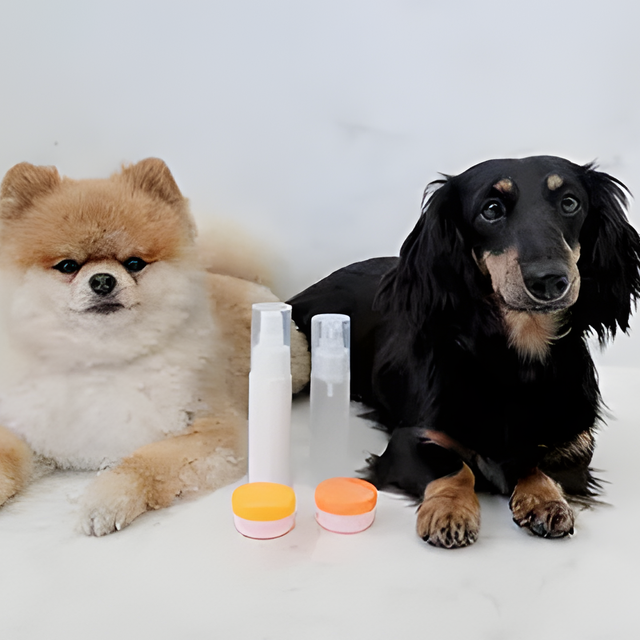 専門学校　福岡ビジョナリーアーツ 【ペット】犬のお手入れ＆虫除けスプレー作り1