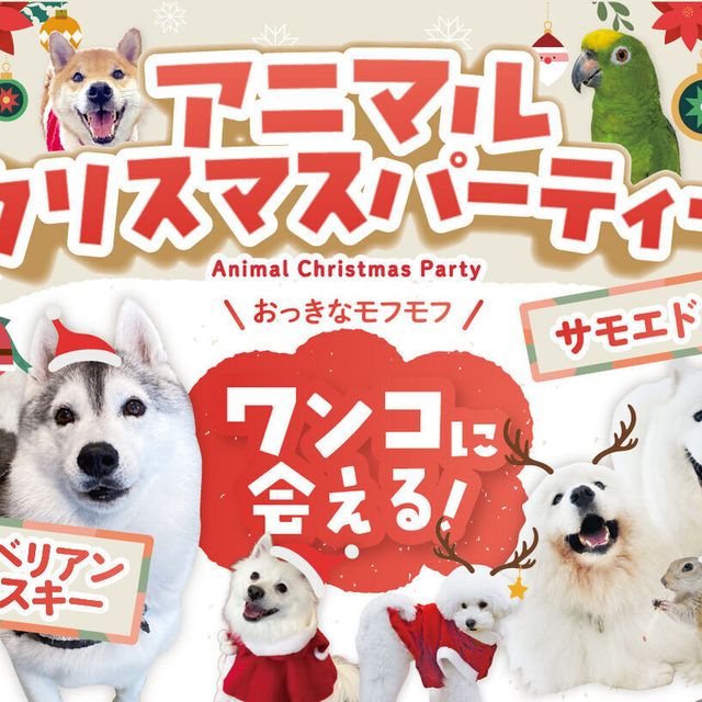 福岡ＥＣＯ動物海洋専門学校 アニマルクリスマスパーティー1