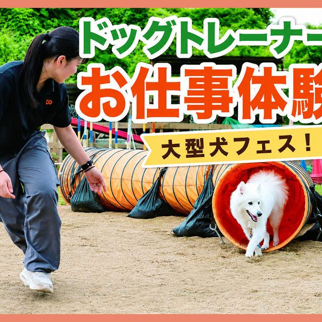 ＴＣＡ東京ＥＣＯ動物海洋専門学校 大型犬フェス！ドッグトレーナー体験1