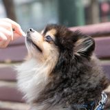 【総合どうぶつ専攻】お家でできる！わんこのしつけの詳細