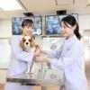 大阪ペピイ動物看護専門学校 【高1・2年向け】診察中の動物を抱えてみよう