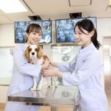 【高1・2年向け】診察中の動物を抱えてみようの詳細