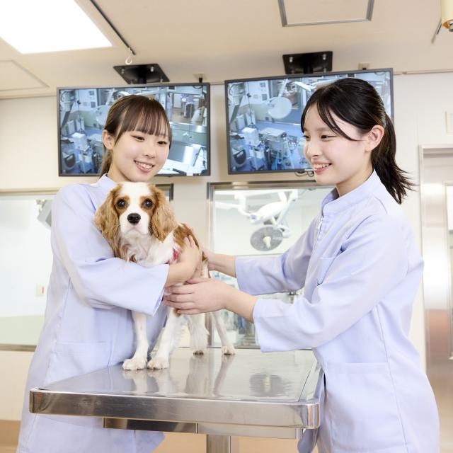 大阪ペピイ動物看護専門学校 【高1・2年向け】診察中の動物を抱えてみよう1
