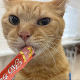 ねこスペシャル！ キャットグルーミングについて学ぼうの詳細