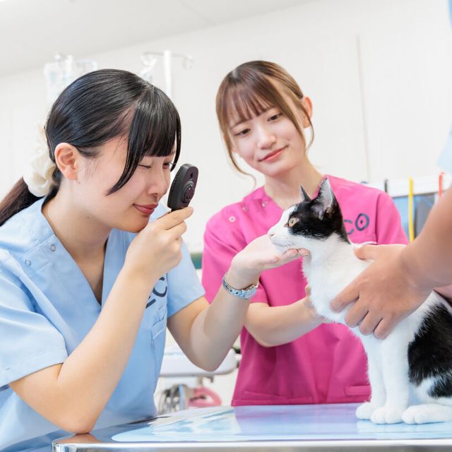 名古屋ＥＣＯ動物海洋専門学校 【動物看護師】動物看護師の業務を体験しよう！1