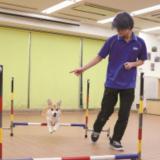 学科別体験（ドッグスペシャリスト学科）の詳細