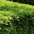 東京環境工科専門学校 『身近な樹木を観察しよう ―葉っぱ編』体験授業を同時開催！2