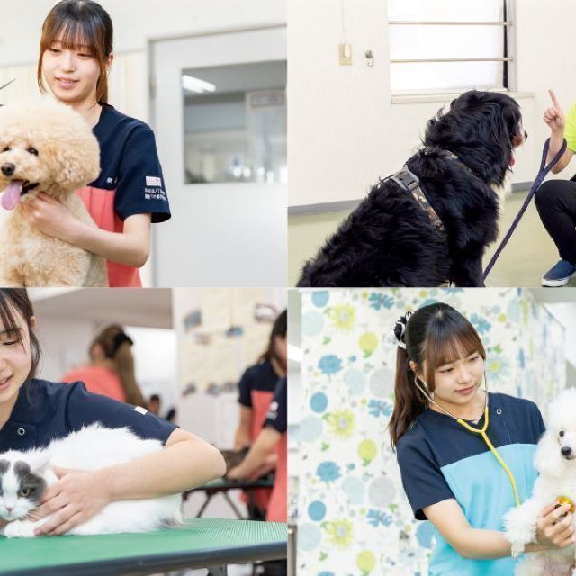 国際ペット総合専門学校 かわいい動物たちをキレイにお手入れ。グルーミング実習に挑戦4