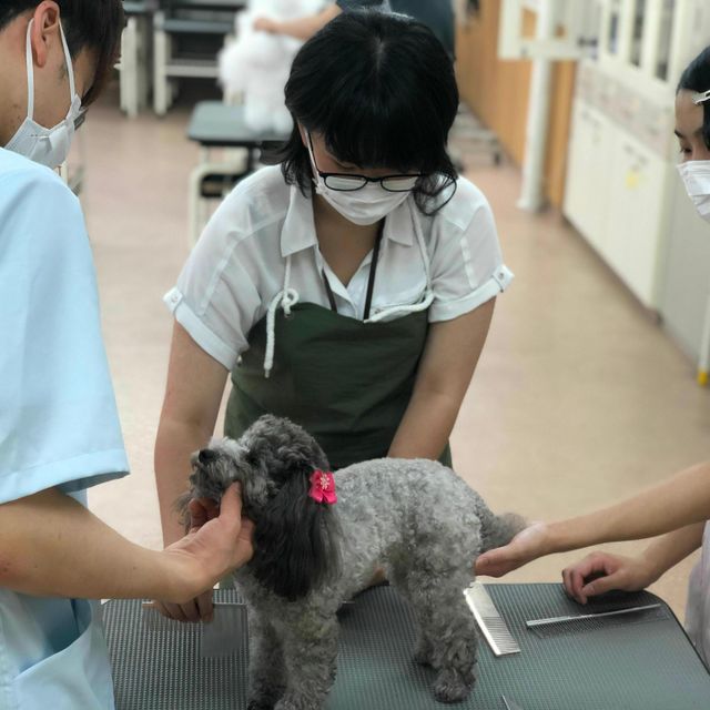 トリマー学科 オープンキャンパス 吉田学園動物看護専門学校のオープンキャンパス情報と予約申込 スタディサプリ 進路