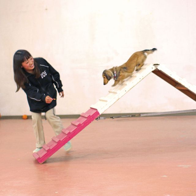 愛知ペット専門学校 ドッグトレーナーお仕事体験　応用訓練ＳＰ2