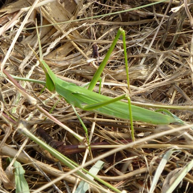 東京環境工科専門学校 『バッタやカマキリの楽園作り』特別授業を同時開催！3