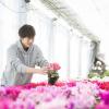 テクノ・ホルティ園芸専門学校 花づくり実習★シクラメンの管理方法を学ぼう！