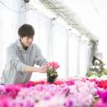 テクノ・ホルティ園芸専門学校 花づくり実習★シクラメンの管理方法を学ぼう！