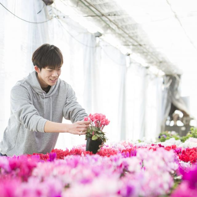 テクノ・ホルティ園芸専門学校 花づくり実習★シクラメンの管理方法を学ぼう！1