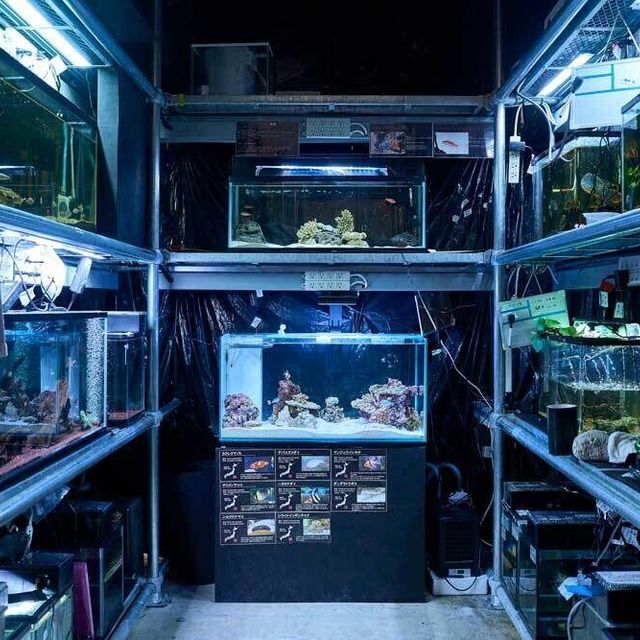 日本さかな専門学校 【特別開催】学生プロデュースのミニ水族館！ウオフェス開催2