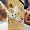 専門学校ビジョナリーアーツ 3専攻よくばり体験【小動物】