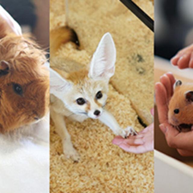 専門学校ビジョナリーアーツ 3専攻よくばり体験【小動物】1