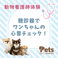 新潟ペット動物専門学校 【動物看護師】わんちゃんのバイタルチェック体験