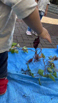 OCカメラサムネイル画像