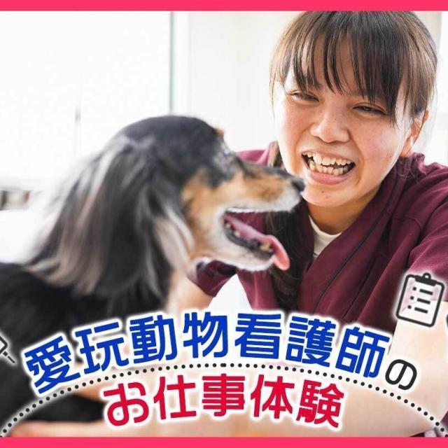 ＴＣＡ東京ＥＣＯ動物海洋専門学校 愛玩動物看護師のお仕事体験1