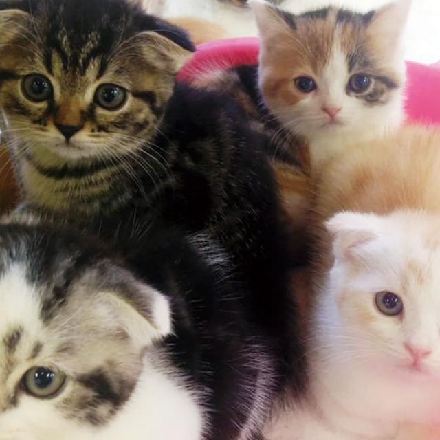 どの猫がスキ?~猫の種類を知ろう~