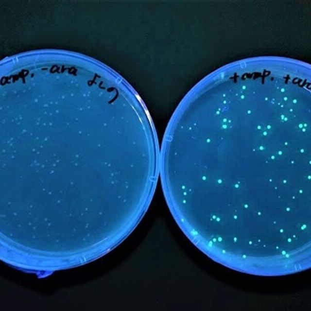 専門学校　東京テクニカルカレッジ 【バイオテクノロジー科】光る大腸菌！？DNA実験に挑戦1