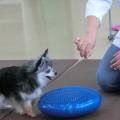 京都動物専門学校 【初めての参加大歓迎♪】獣医師に学ぶパピーレッスン！