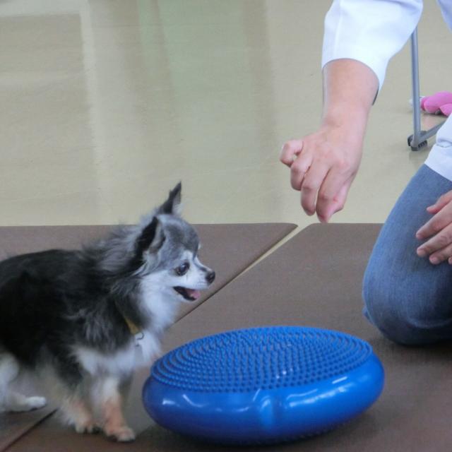 京都動物専門学校 【初めての参加大歓迎♪】獣医師に学ぶパピーレッスン！1