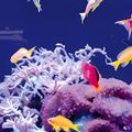 専門学校　福岡ビジョナリーアーツ 【ペット】アクアリウムパークふれあい体験
