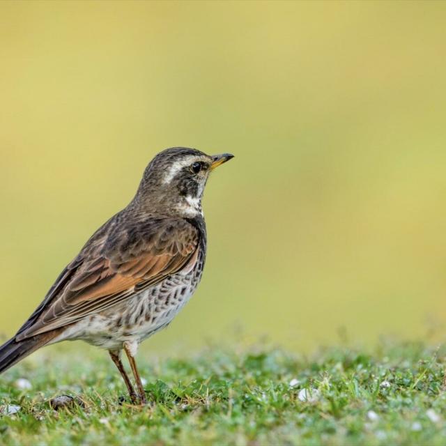 東京環境工科専門学校 『冬鳥を観察しよう』体験授業を同時開催！2