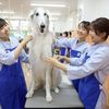 大阪ペピイ動物看護専門学校 プロに教わる！ワンちゃんのブラッシング
