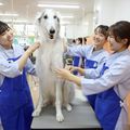 大阪ペピイ動物看護専門学校 プロに教わる！ワンちゃんのブラッシング