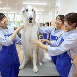 【高1・2年】プロに教わる！ワンちゃんのブラッシングの詳細