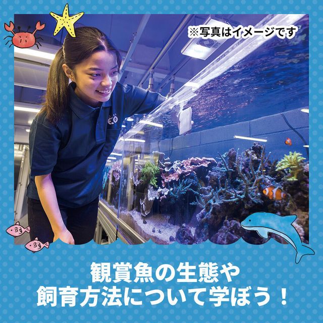 観賞魚の生態や飼育方法を学ぼう！水族館・アクアリスト体験／仙台ECO動物海洋専門学校のオープンキャンパス情報と予約申込【スタディサプリ 進路】