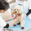 北海道どうぶつ・医療専門学校 【愛玩動物看護学科】わんこの健康チェック