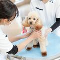 北海道どうぶつ・医療専門学校 【愛玩動物看護学科】わんこの健康チェック