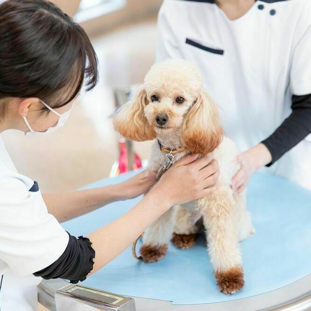 北海道どうぶつ・医療専門学校 【愛玩動物看護学科】わんこの健康チェック1