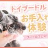 ＴＣＡ東京ＥＣＯ動物海洋専門学校 プードルフェス！トイプードルお手入れ体験！