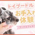 プードルフェス！トイプードルお手入れ体験！／ＴＣＡ東京ＥＣＯ動物海洋専門学校