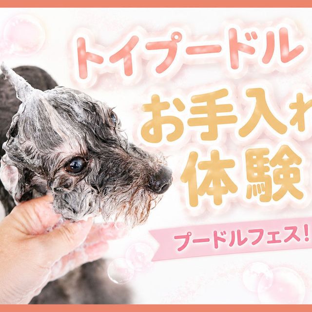 ＴＣＡ東京ＥＣＯ動物海洋専門学校 プードルフェス！トイプードルお手入れ体験！1