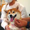 愛知ペット専門学校 愛玩動物看護師　色々なお薬をあげてみようＳＰ