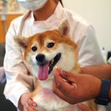 愛玩動物看護師　色々なお薬をあげてみようＳＰの詳細