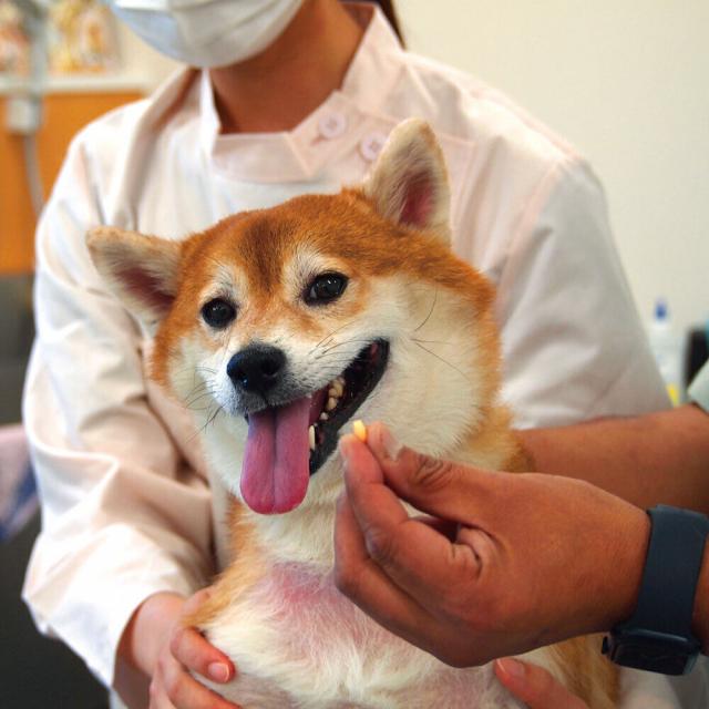 愛知ペット専門学校 愛玩動物看護師　色々なお薬をあげてみようＳＰ1