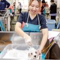 国際ペット総合専門学校 トリマー学科「炭酸の力で毛穴もスッキリ」ワンちゃん炭酸泉体験